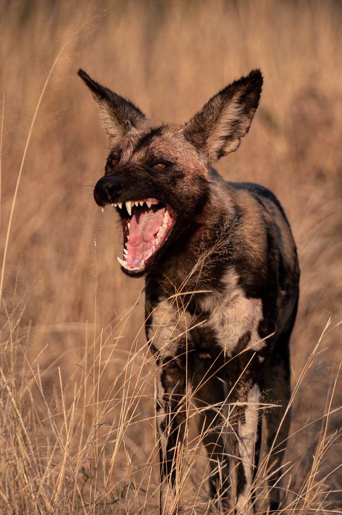 4 day Kruger National park