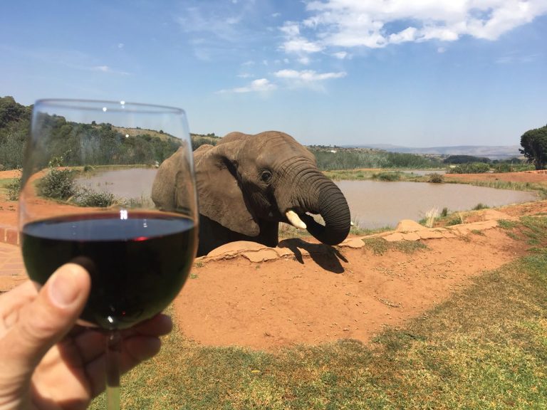 Walk with elephants_Elephant walking safari day tour south africa