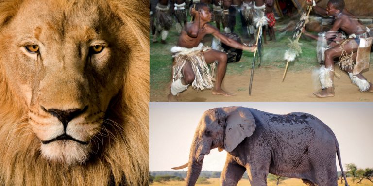 full-day-elephant-walk-lion-park-and-cultural-village-tour