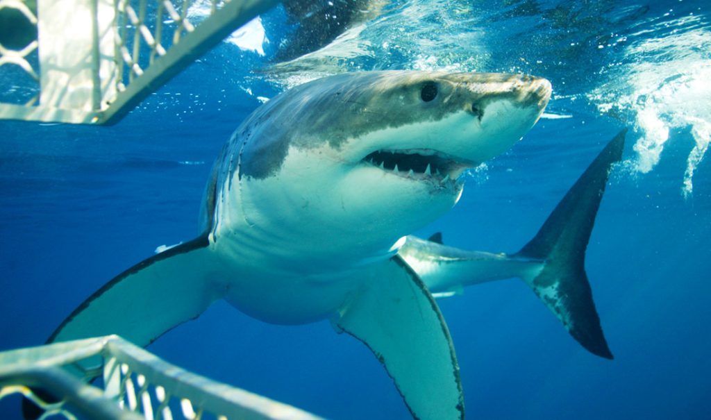 Shark cage diving tour adventure cape town south africa