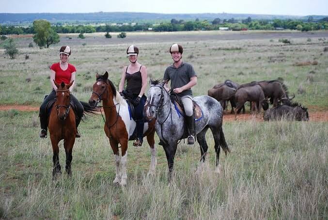Horse riding safari day tour Johannesburg (4)