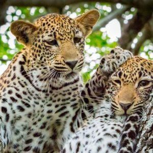 Safari in the Kruger national park