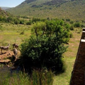 Luxury Pilanesberg Safari Tour