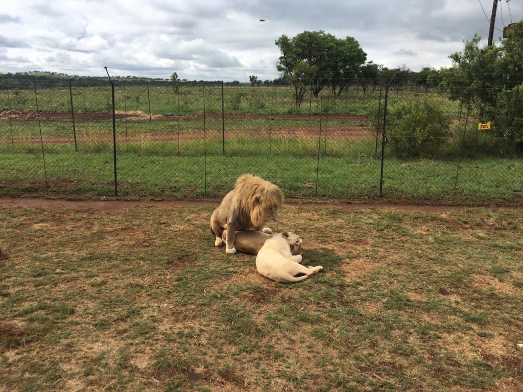 Lion Park Tour near johannebsurg south africa_guided lion park tour jhb south africa_2