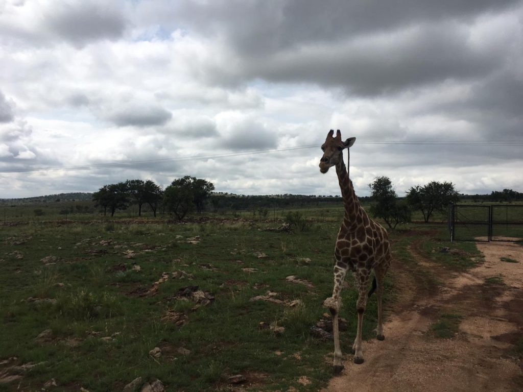 Lion Park Tour near johannebsurg south africa_guided lion park tour jhb south africa_2