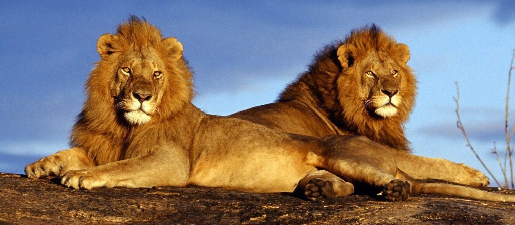 Pilanesberg Safari Adventure tour with South Africa Adventures