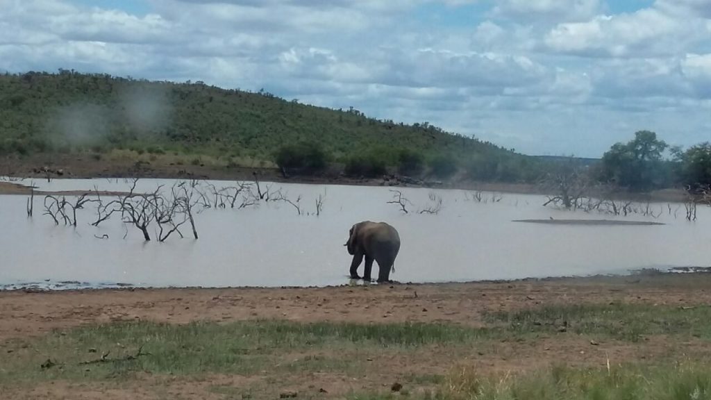 Pilanesberg day tour