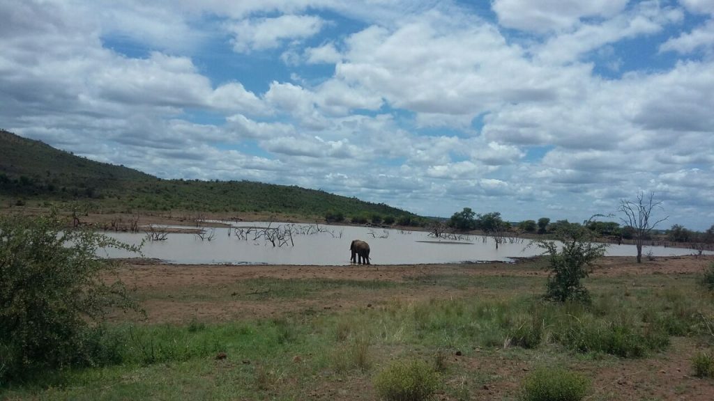 Safari day tour in Pilanesberg