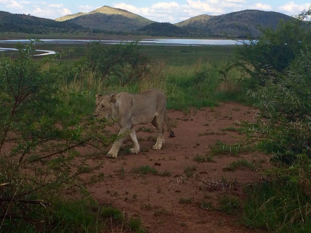 one day pilanesberg safari