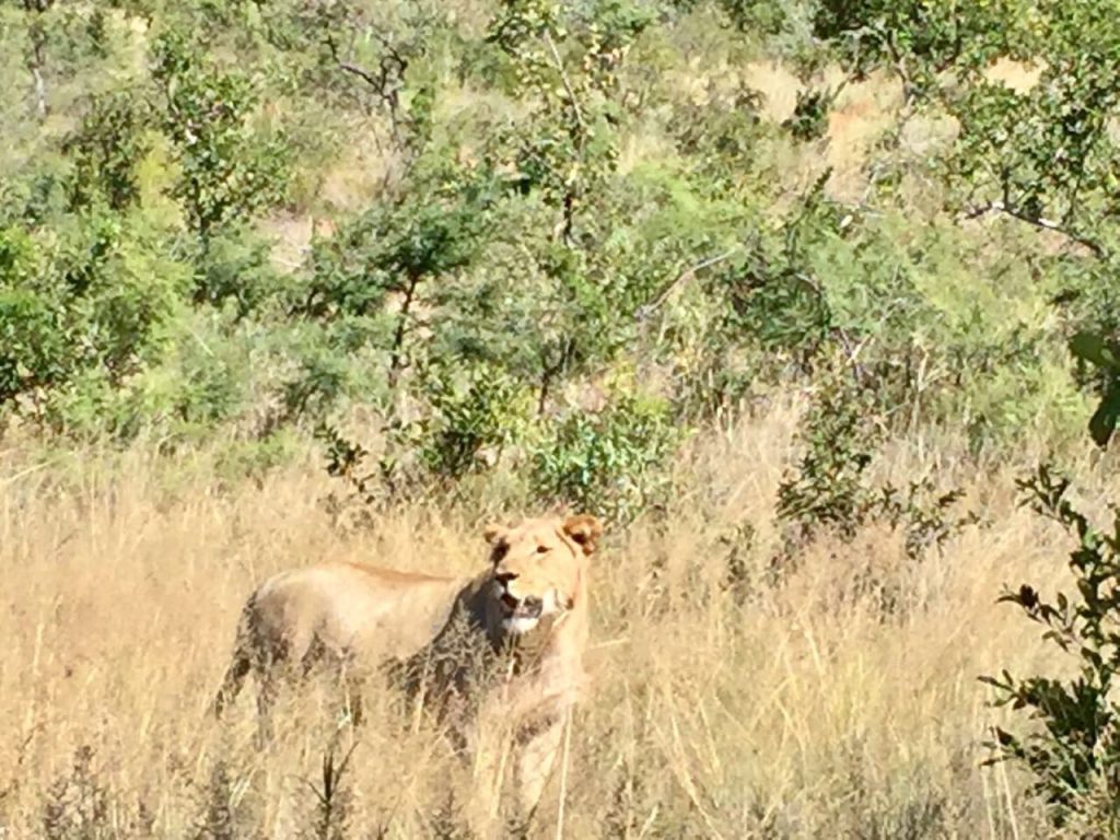 Pilanesberg Tours with South Africa Adventures_Best overnight safaris from Johannesburg