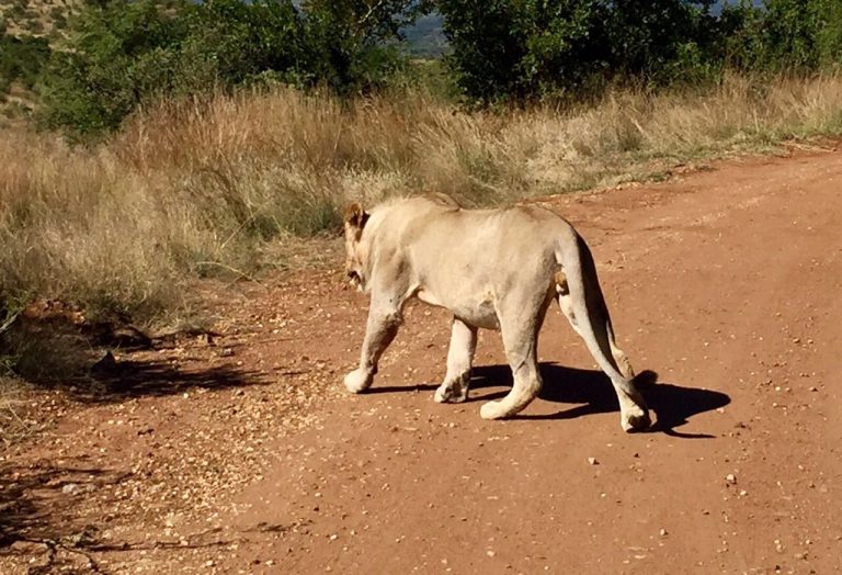 Pilanesberg Tours with South Africa Adventures_6