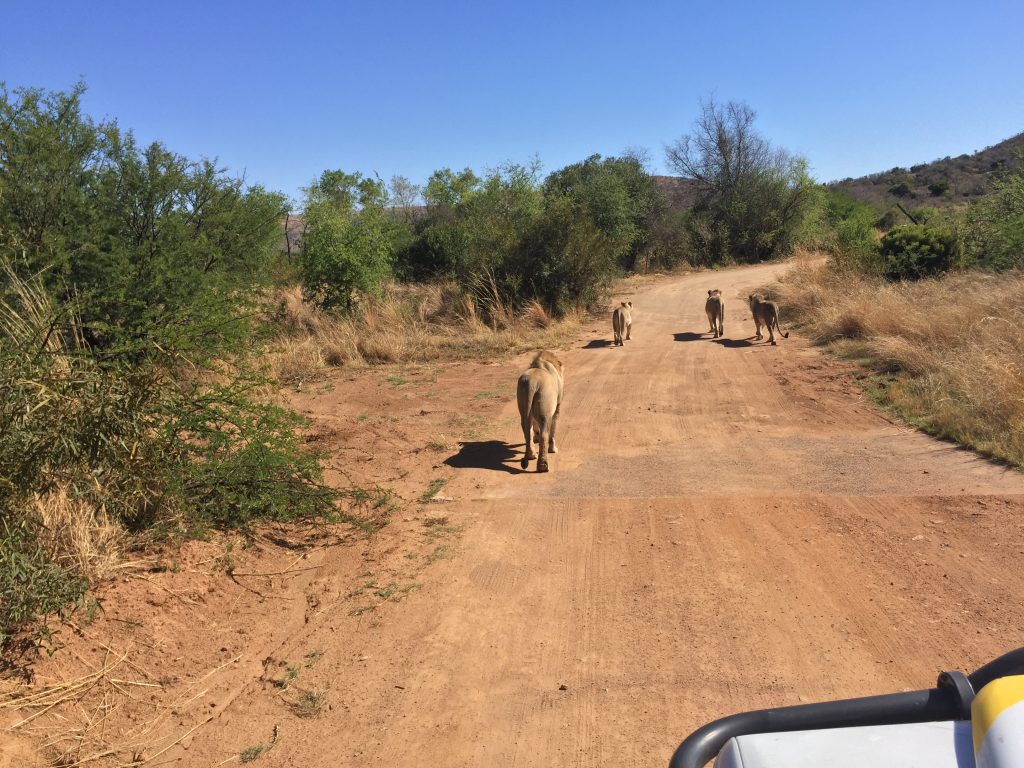 day trips to Pilanesberg game reserve’