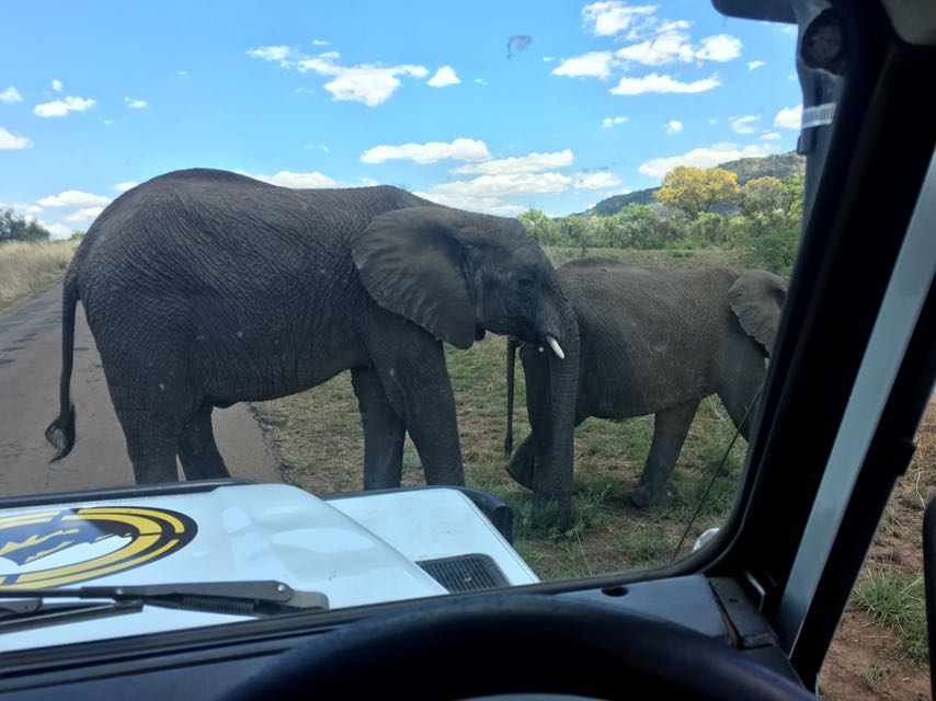 JHB day tours safari day tour JHB pilanesberg_1_Pilanesberg Safari Packages_Best overnight safaris from Johannesburg