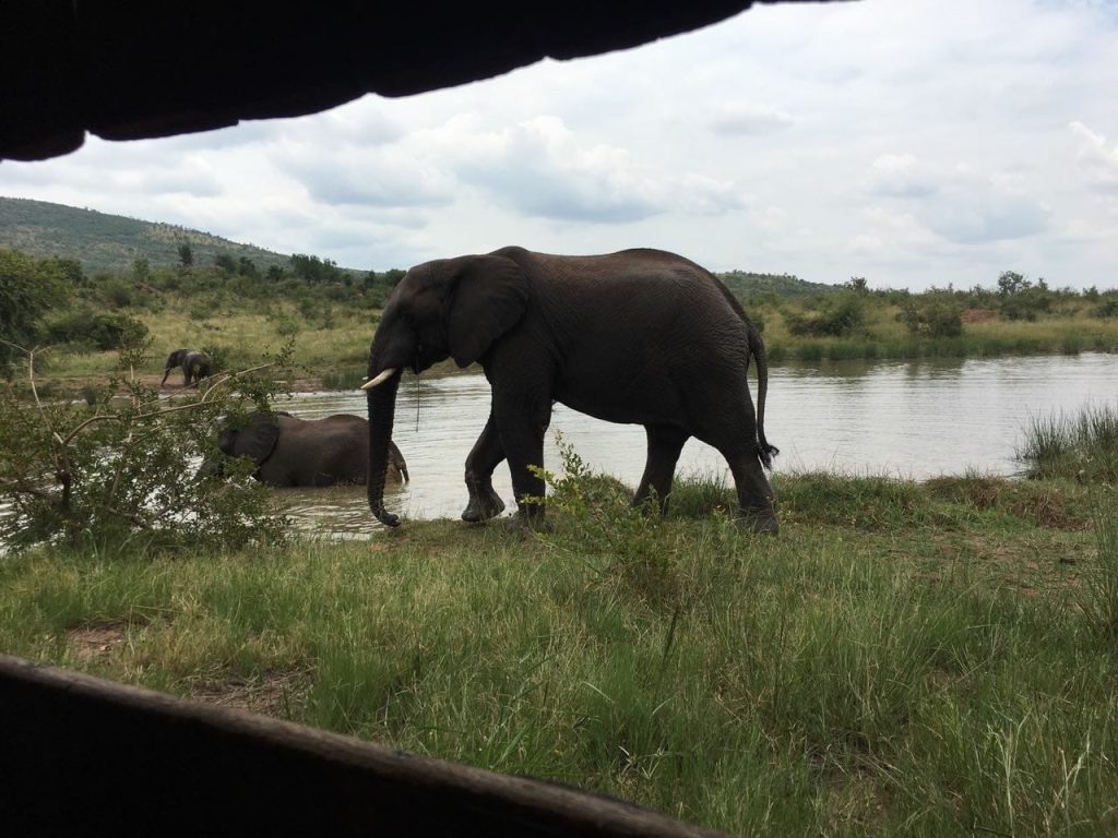Pilanesberg day tours south africa adventures_2