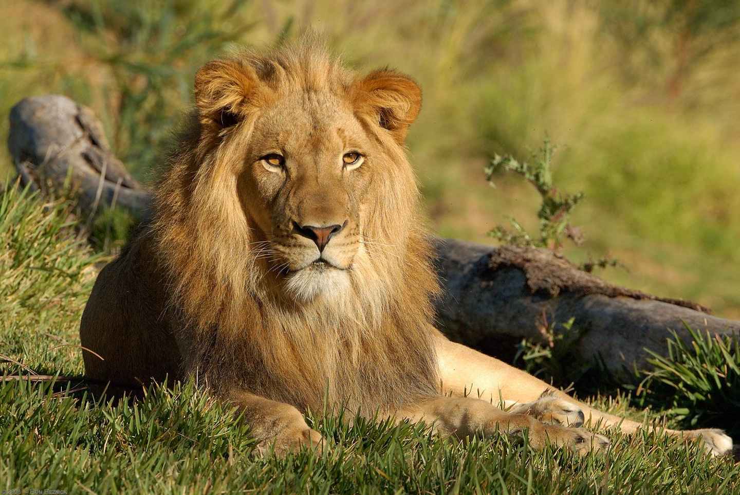 Tours to pilanesnerg national park in south africa
