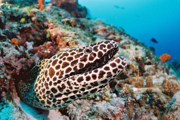 Scuba Diving in South Africa in Sodwana