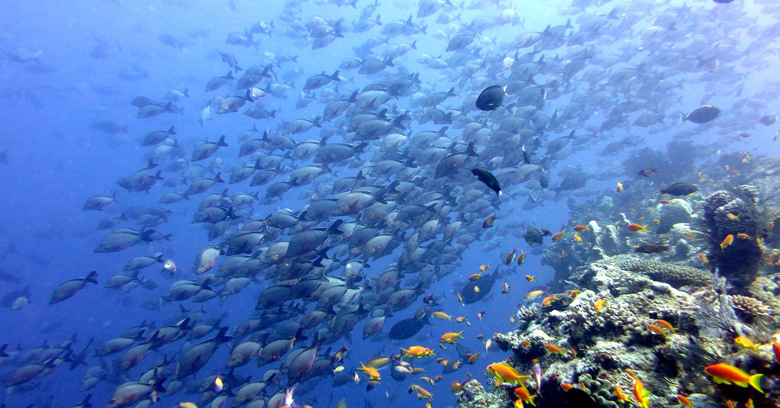 Sodwana Diving experiences