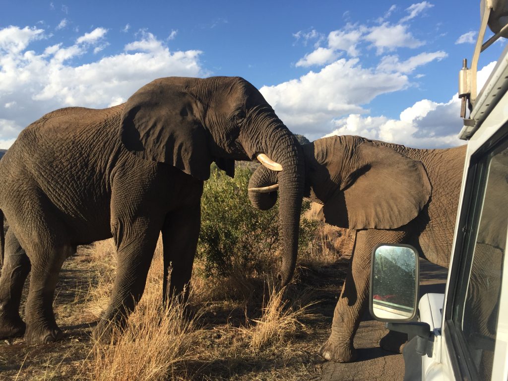 Elephant Walking safari tours with South Africa adventures