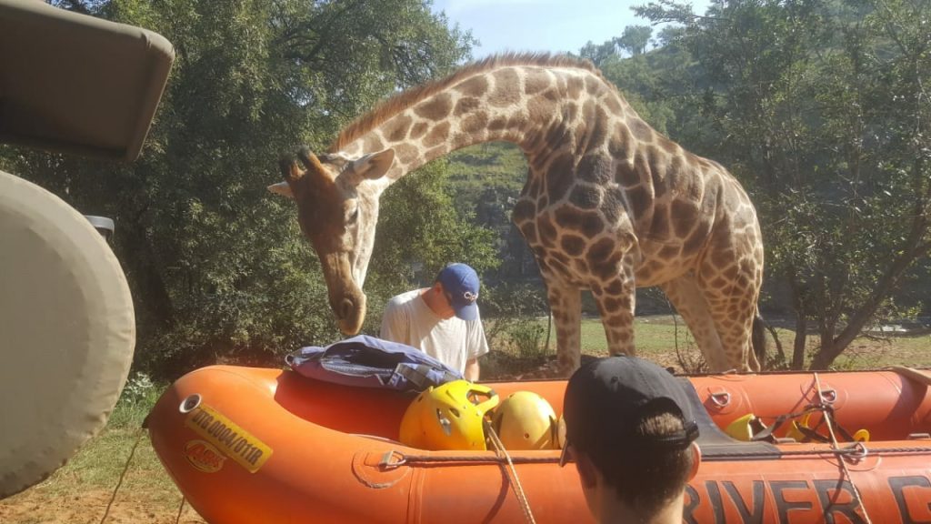 White River Rafting through the lion Park