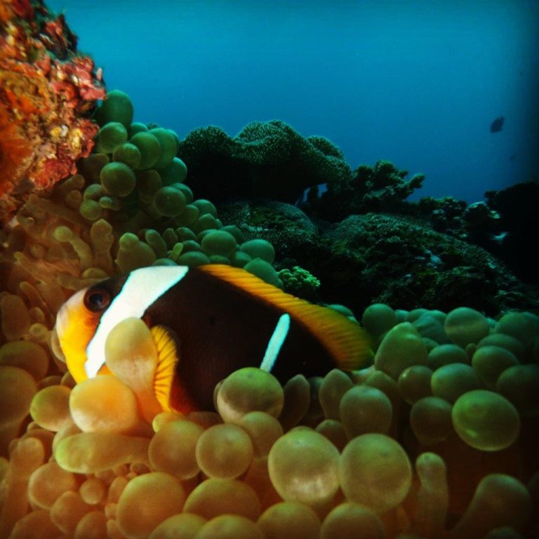 Learn to SCUBA Dive Johannesburg