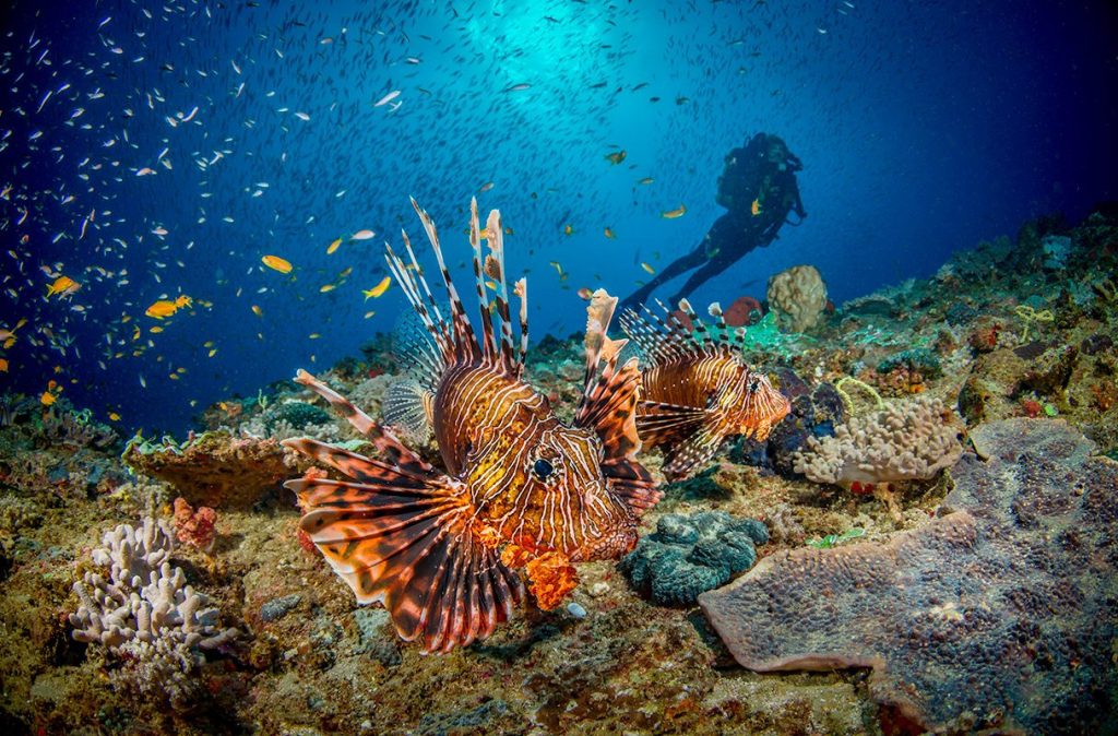 Sodwana Diving Underwater life